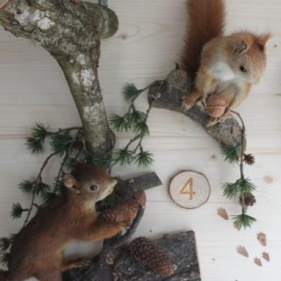 04 Eurasische Eichhornchen