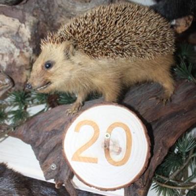 20 Igel
