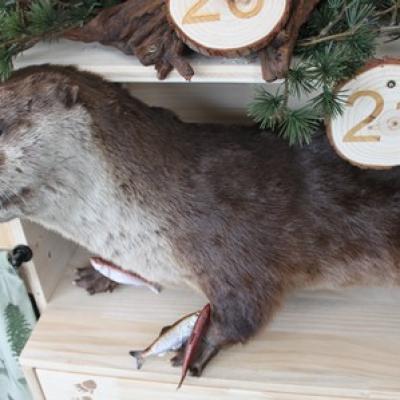 21 Otter