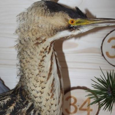 34 Grosse Rohrdommel