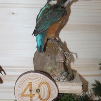 40 Eisvogel