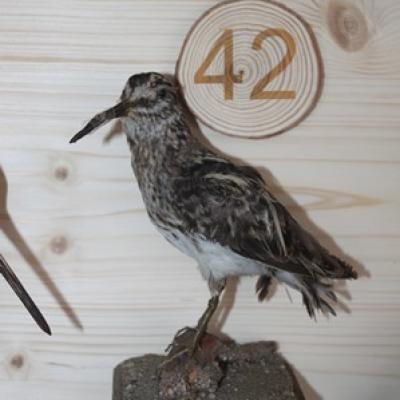 42 Zwergschnepfe