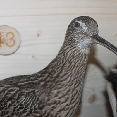 43 Grosser Brachvogel