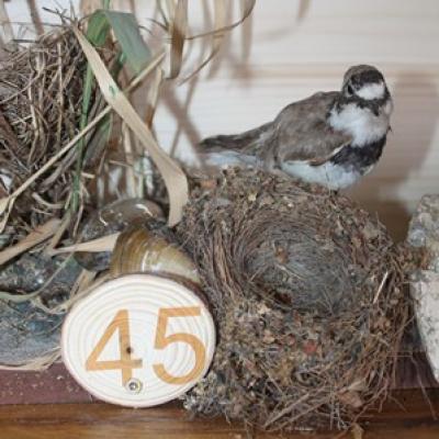 45 Flussregenpfeifer