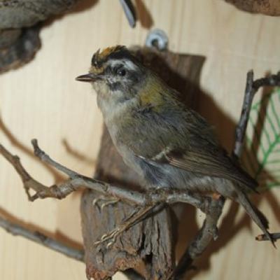 54 15 Sommergoldhahnchen