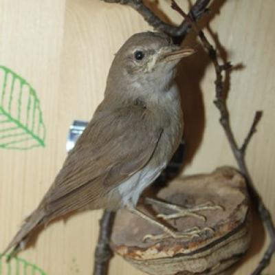 54 16 Gartengrasmucke