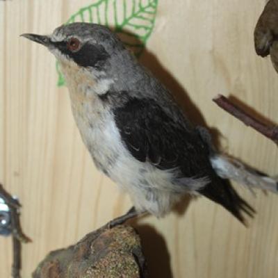 54 18 Steinschmatzer