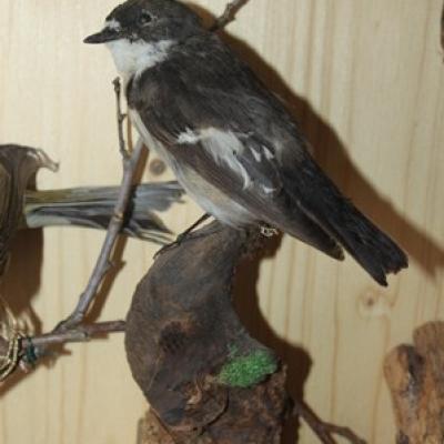 54 20 Trauerschnapper