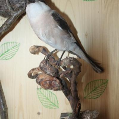 54 24 Schwarzstirnwurger