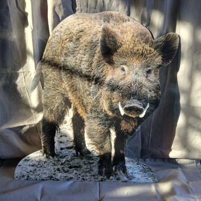 01 Wildschwein